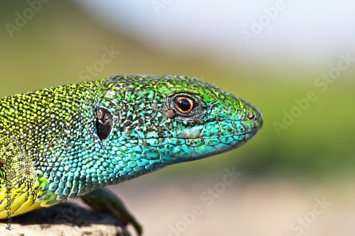 large colorful male Lacerta viridis
