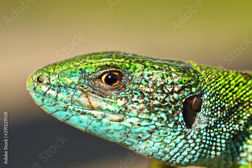 macro portrait of blue male lacerta viridis