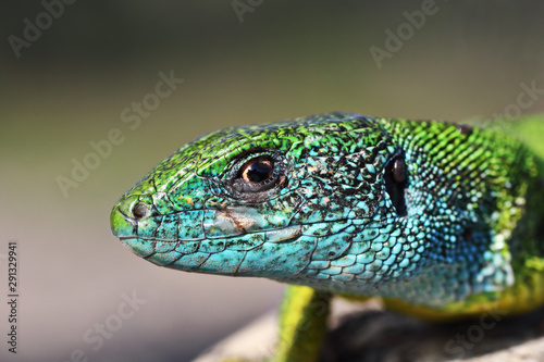 portrait of large male green lizard