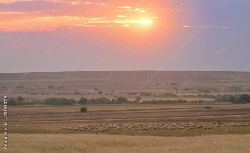 Obraz premium Sheep On Field In Warm Sunset