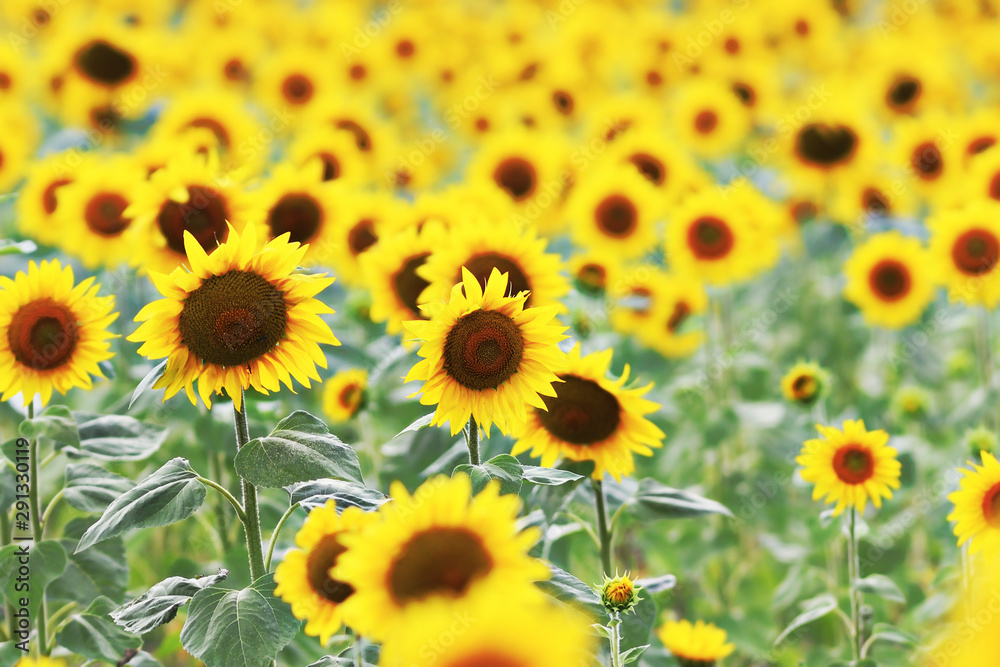 sunflower field in summer sunflower field in summer