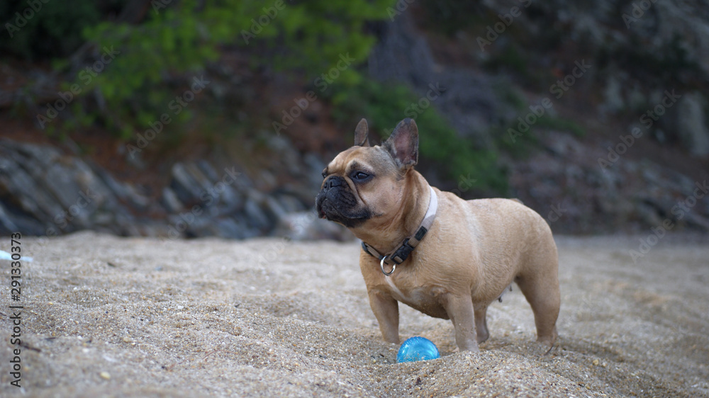 French bulldog on a beach with а ball French bulldog on a beach with а ball
