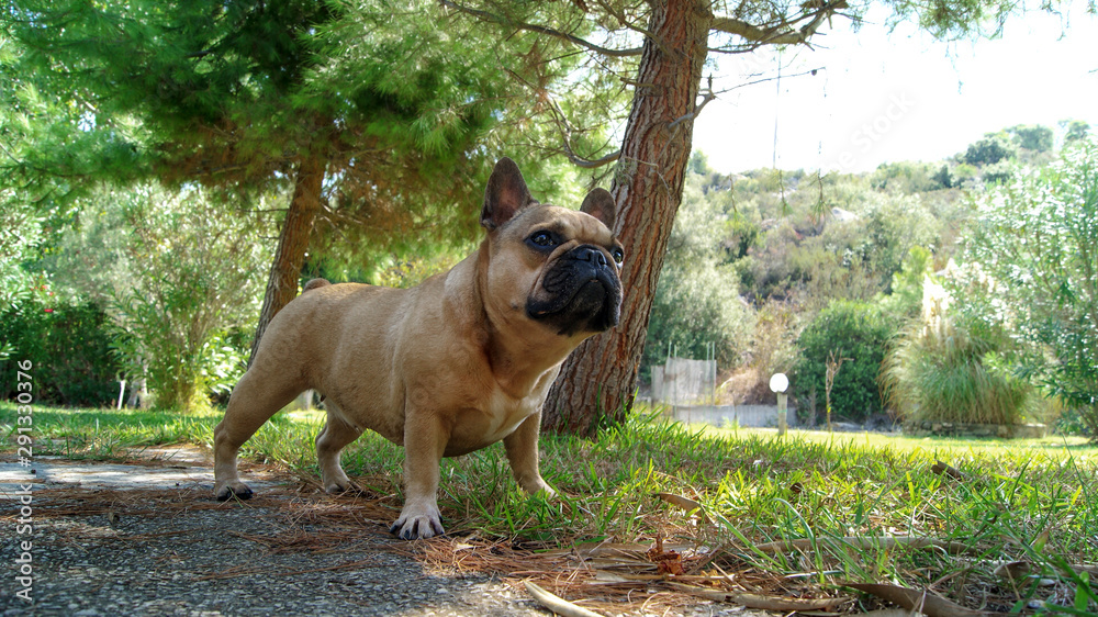 French bulldog walks in the summer garden French bulldog walks in the summer garden