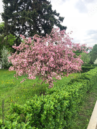 Pink rose flowers tree blooming in spring