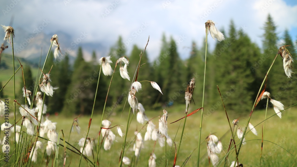 Obraz premium unknow