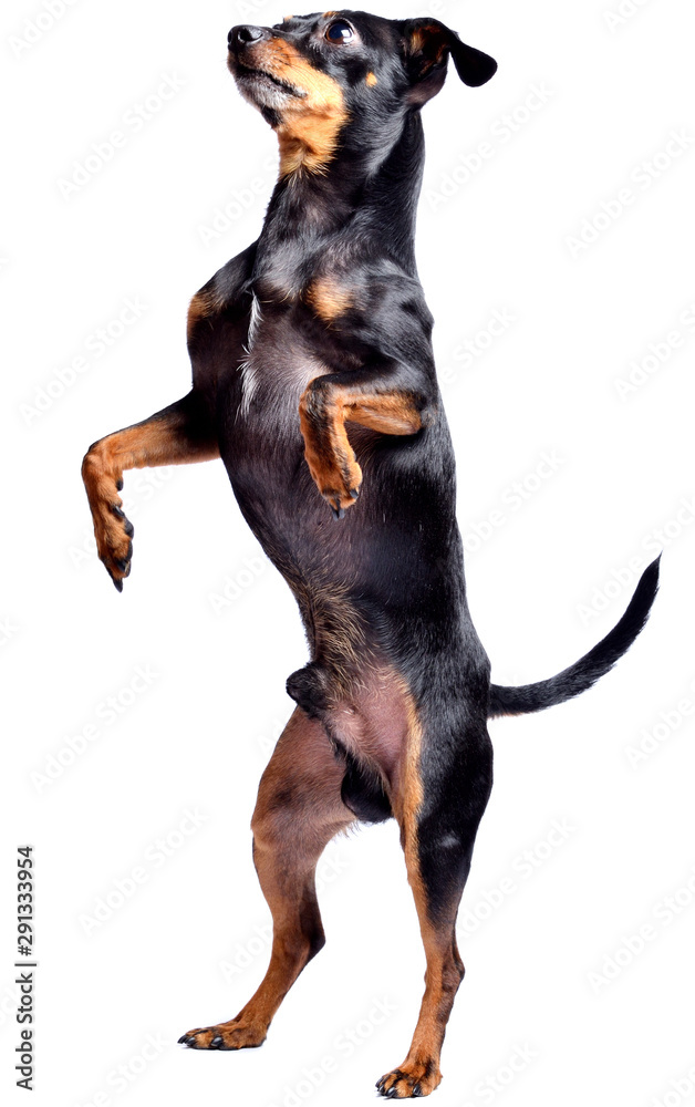 Prague ratter, miniature pinscher - czech dog isolated on white background. Standing dog. Prague ratter, miniature pinscher - czech dog isolated on white background. Standing dog.