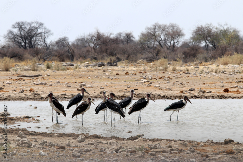 Marabou storks (Leptoptilos crumeniferus) at the waterhole - Namibia Africa Marabou storks (Leptoptilos crumeniferus) at the waterhole - Namibia Africa