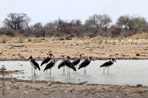 Marabou storks (Leptoptilos crumeniferus) at the waterhole - Namibia Africa © Christian