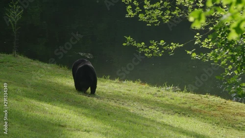 Black bear looking for food near lake