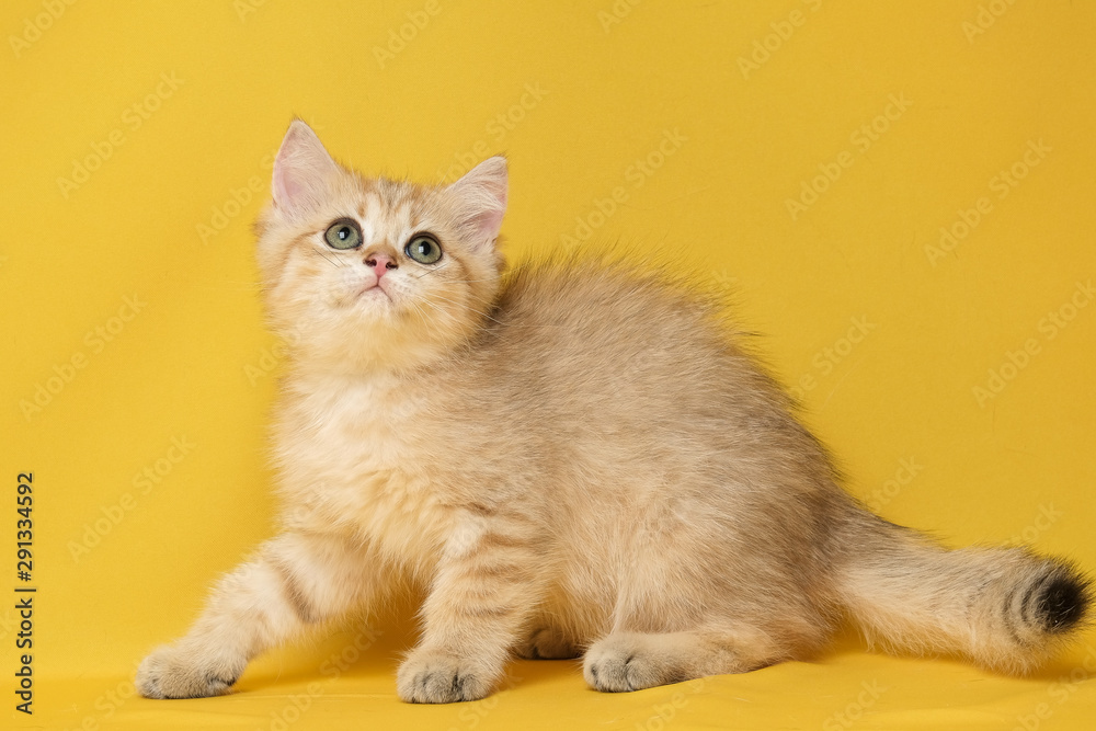 The British Shorthair Cat in room The British Shorthair Cat in room