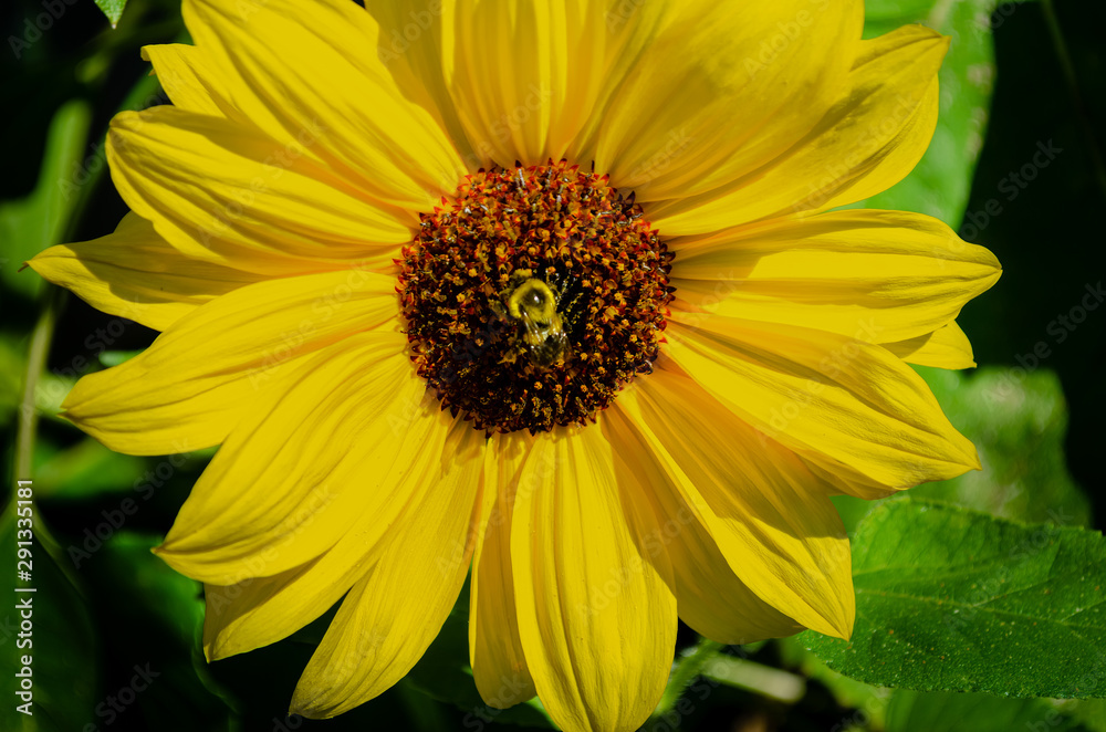 Obraz premium Close-up of a young sunflower with a bee in motion.