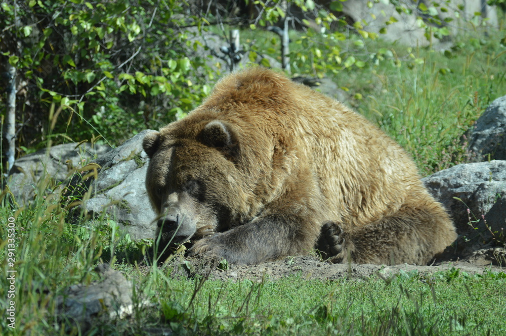 Fototapeta premium Grizzly bear in the outdoors