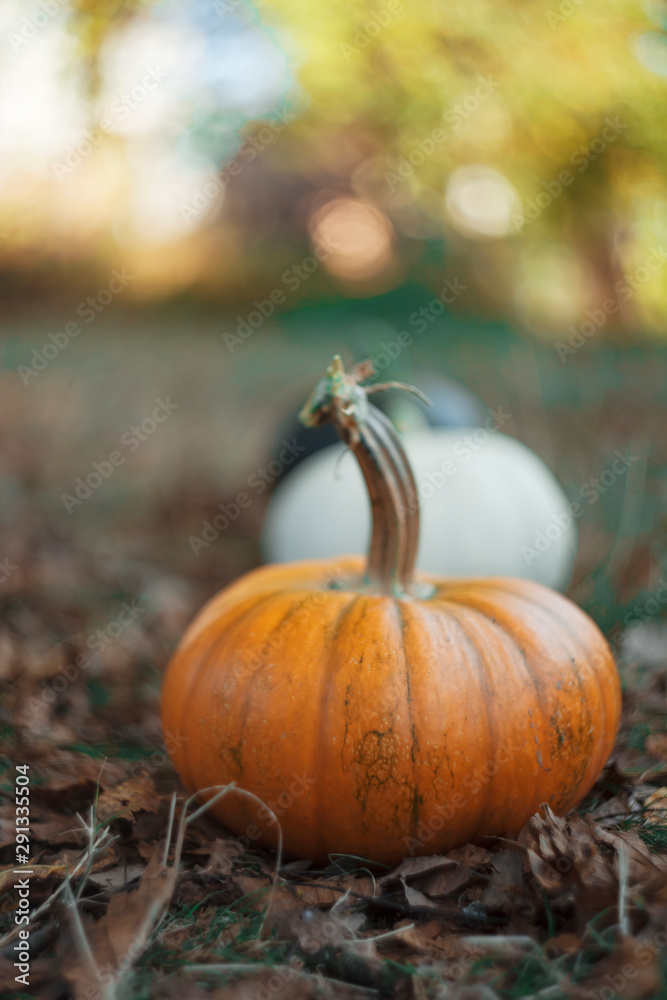 large pumpkins in early fall large pumpkins in early fall