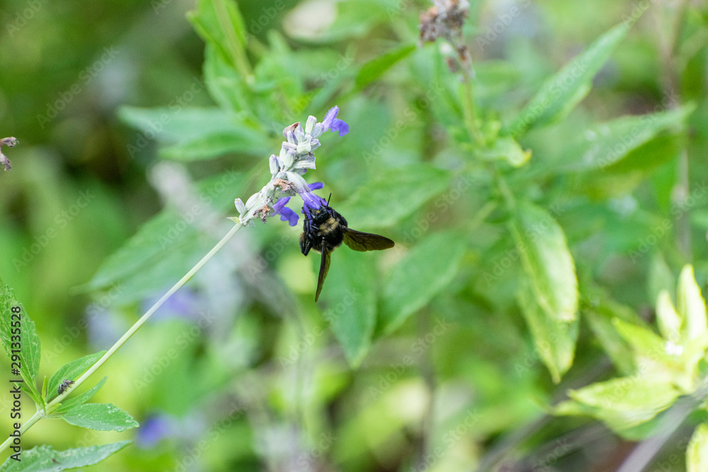 Bumblebee hanging from tiny purple flower Bumblebee hanging from tiny purple flower