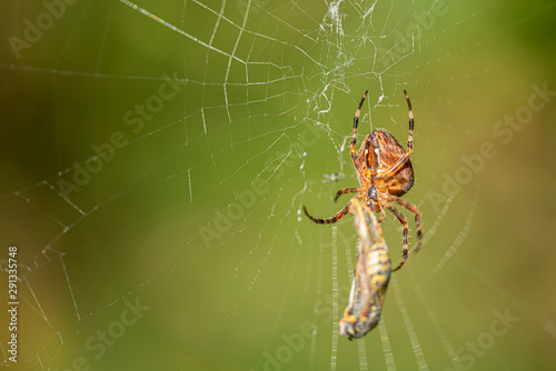 a big cross spider has caught a wasp as prey in its spider web and is now spinning it in