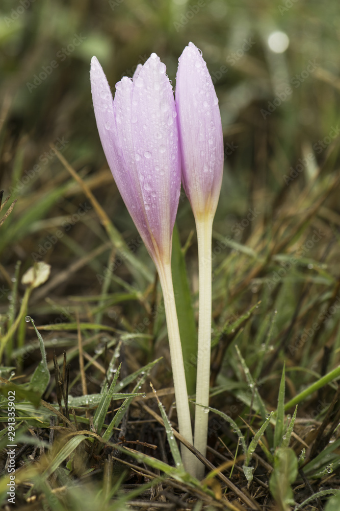 Colchicum lusitanum autumn crocus meadow saffron or naked lady is a beautiful toxic pink purple autumnal flower despite its beauty