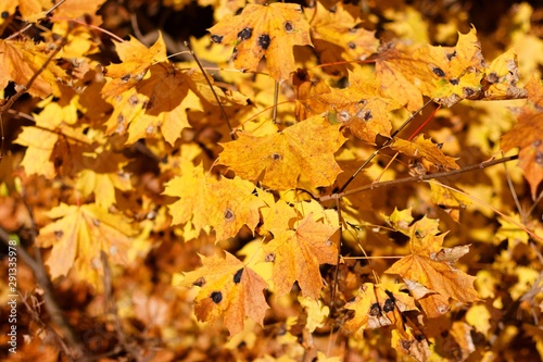 yellowed autumnal leaves