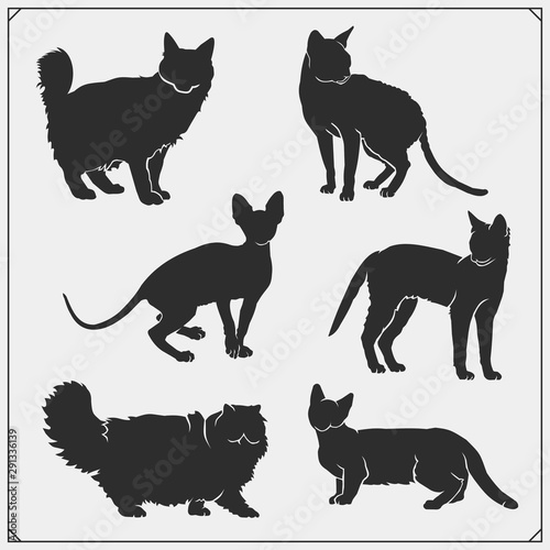 Fotografie Different cat breeds collection