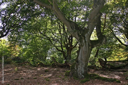 Rindenherz im Zauberwald