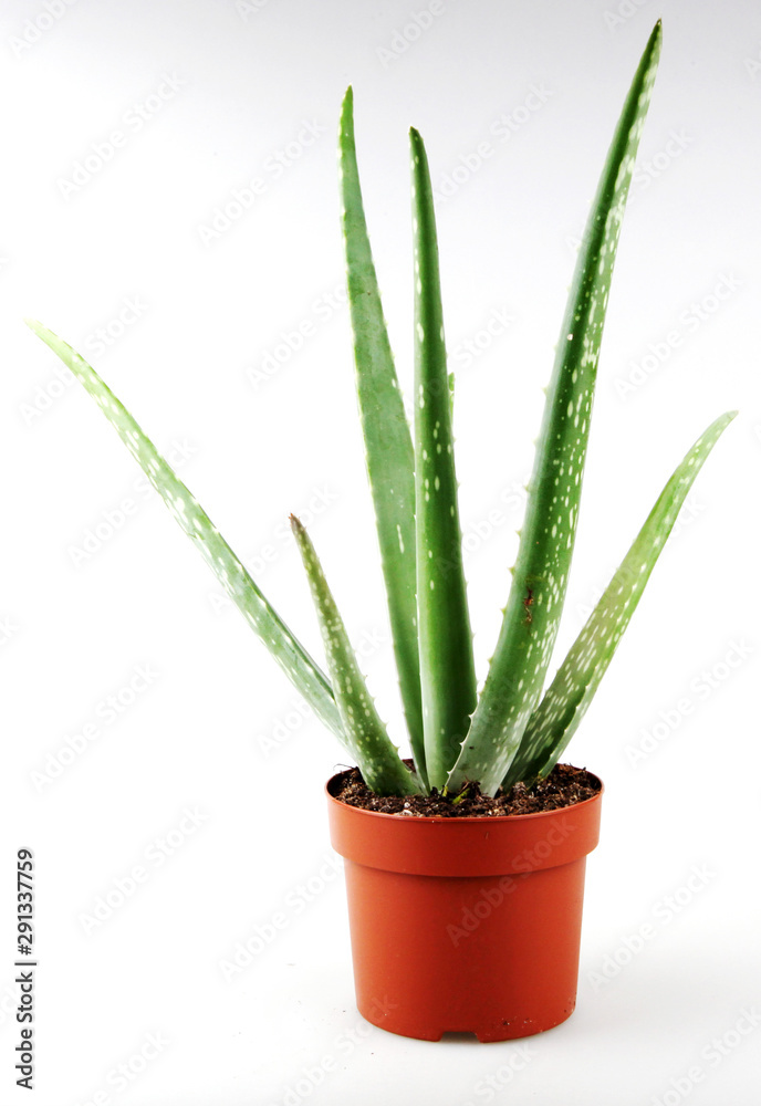 Aloe Vera On White Background Aloe Vera On White Background