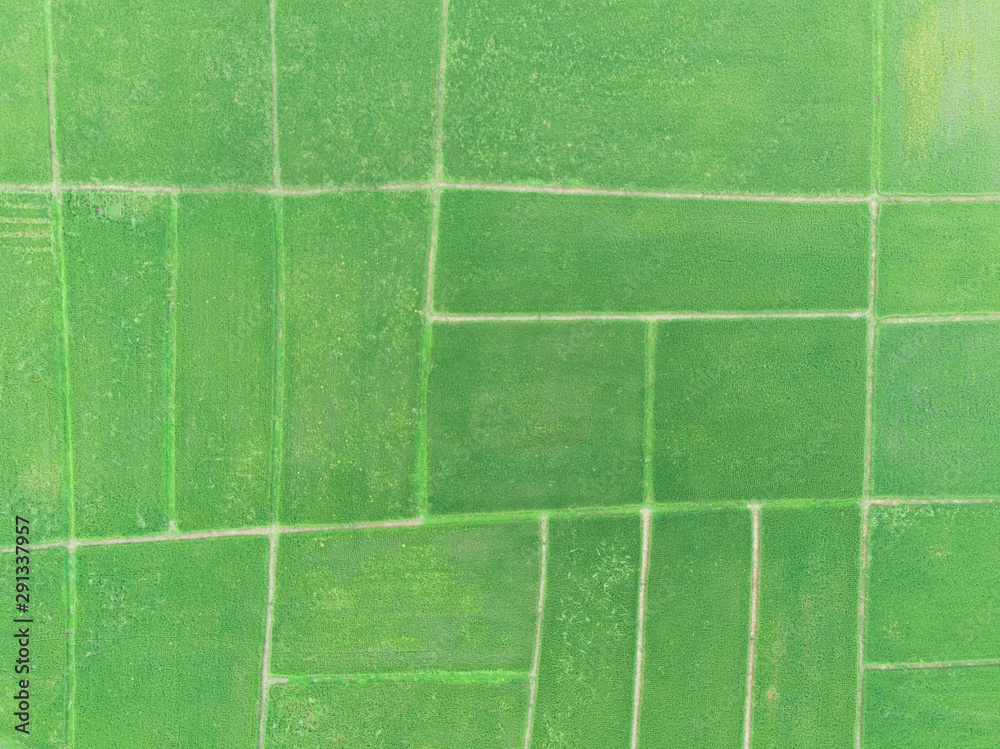 Rice field landscape by drone.Scenic view of rice terrace pattern in countryside for background