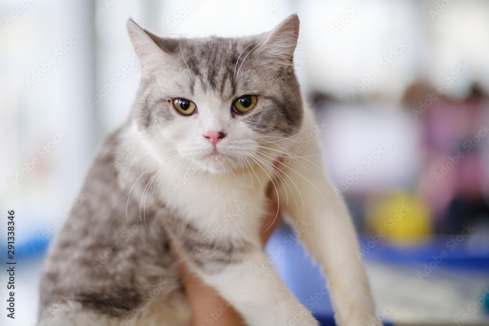 Cat cute animal pet domestic, fluffy. Cat cute animal pet domestic, fluffy.