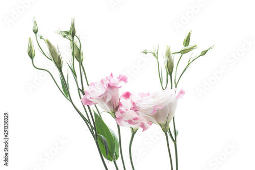 beautiful pink lisianthus flowers isolated on white