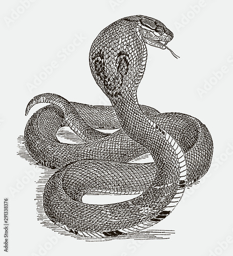 Indian cobra naja in defensive posture in back view. Illustration after engraving from 19th century photo