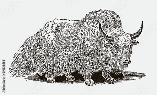 Shaggy wild yak bos mutus. Illustration after vintage engraving from 19th century photo