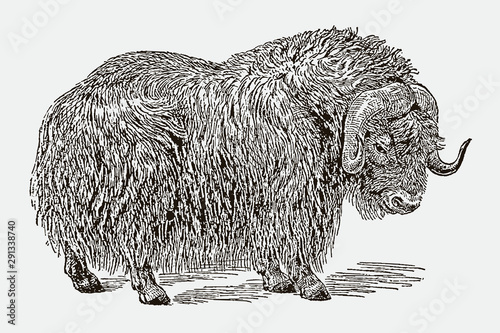 Musk ox ovibos moschatus in side view. Illustration after engraving from 19th century photo
