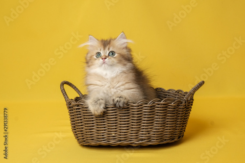 The British Shorthair Cat in room