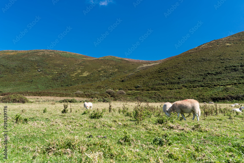 . Sheeps Animals Landscape Meadow Farm