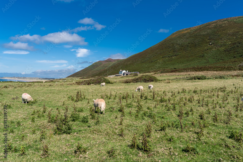 Countryside. Group of sheeps grazing and a farmhouse background.