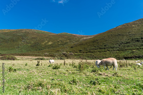 . Sheeps Animals Landscape Meadow Farm