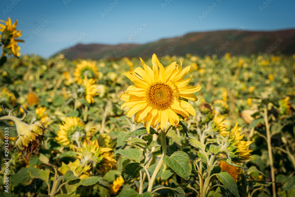 Close-up of sunflowers in a field.