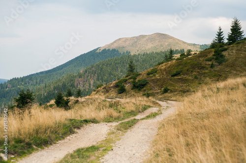 Fototapeta Naklejka Na Ścianę i Meble -  mountain road through the forest