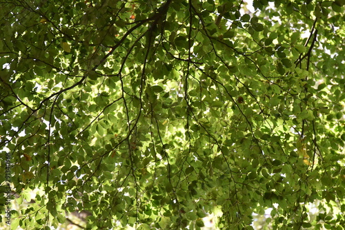 Blätter Wald Sonne grün
