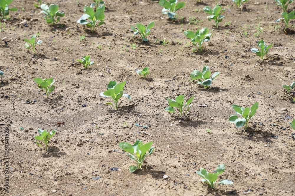Cabbage seedling planting / The cabbage-specific nutrient vitamin U (Cabagin) helps protect the stomach. Cabbage seedling planting / The cabbage-specific nutrient vitamin U (Cabagin) helps protect the stomach.