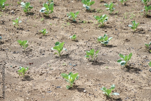 Cabbage seedling planting / The cabbage-specific nutrient vitamin U (Cabagin) helps protect the stomach.
