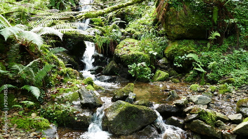 Beautiful natural waterfall between the vegetation and the stones of the forest