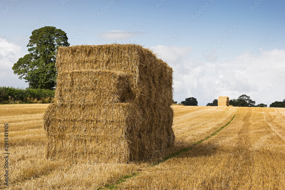 Hay bales in a freshly harvested field with copy space