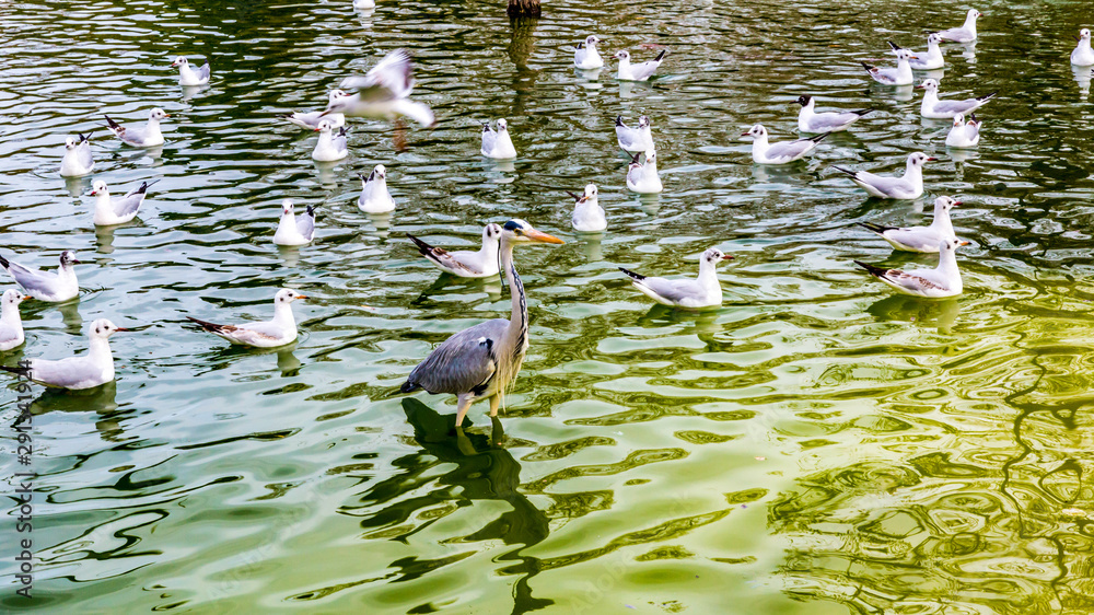 Pond with a variety of birds and a heron in the park of the Ciutadella on a wonderful and sunny day in Barcelona Spain