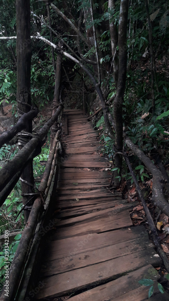 Virgin nature paths