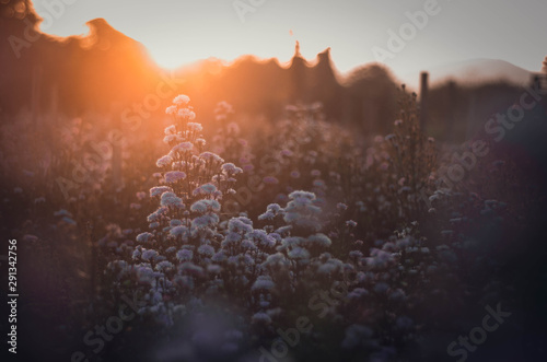 Lavender flowers sunset over a summer purple lavender field.