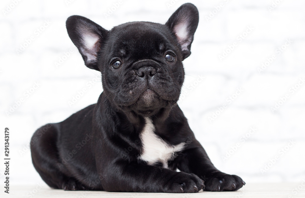 french bulldog puppy is looking