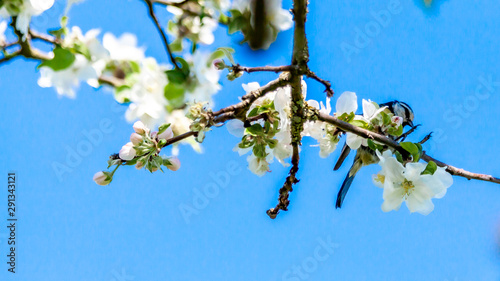 Eurasian blue tit or Cyanistes caeruleus among the blossoms of an apple tree blooming with a blue sky in the background, wonderful spring day in Oensel south Limburg in the Netherlands Holland