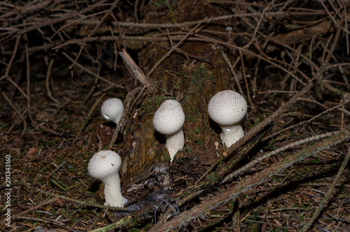 Lycoperdon perlatum, popularly known as the common puffball, warted puffball, gem-studded puffball, or the devil's snuff-box, is a species of puffball fungus in the family Agaricaceae.