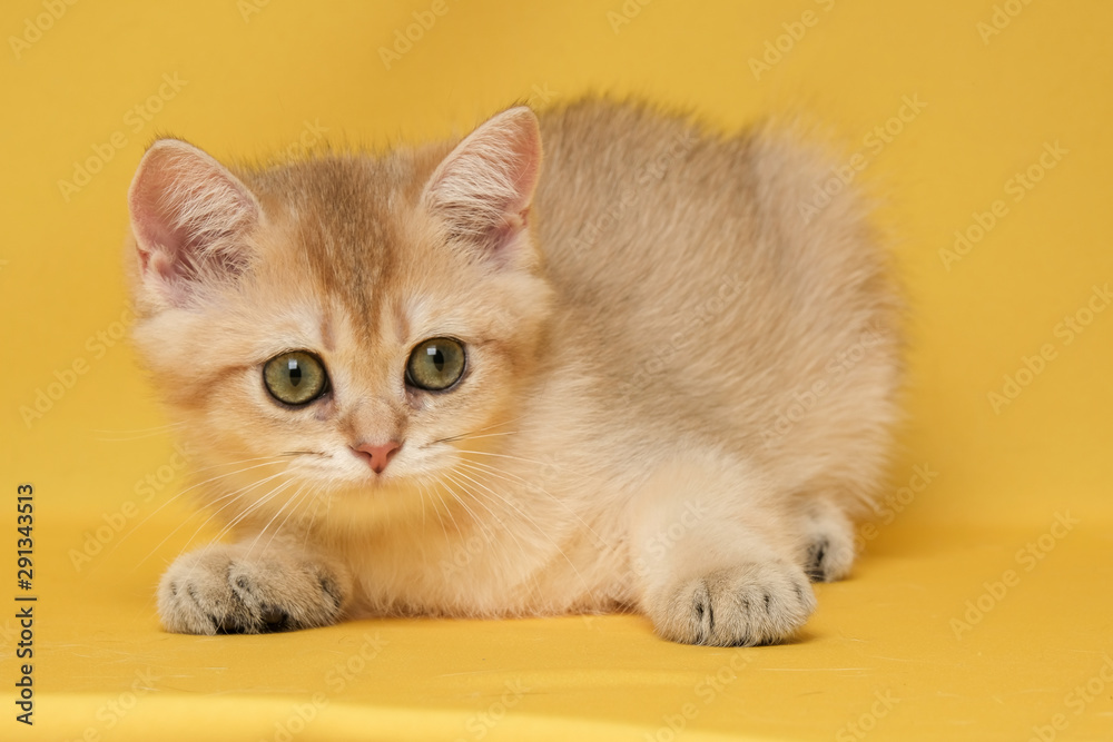 The British Shorthair Cat in room The British Shorthair Cat in room