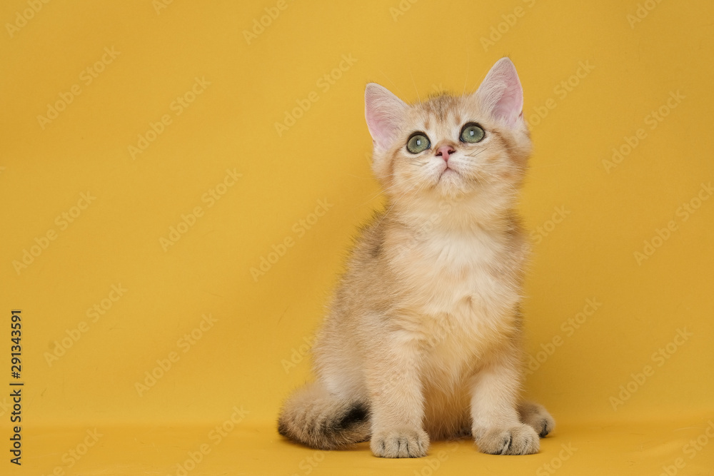 The British Shorthair Cat in room The British Shorthair Cat in room