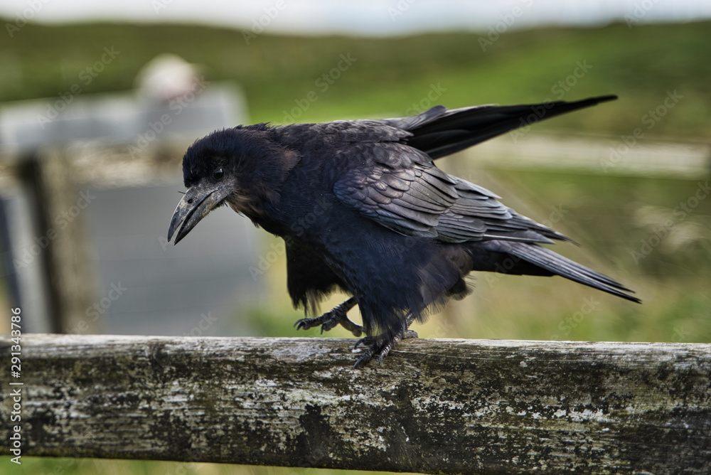 Fototapeta premium Two Black Raven On piece of wood.
